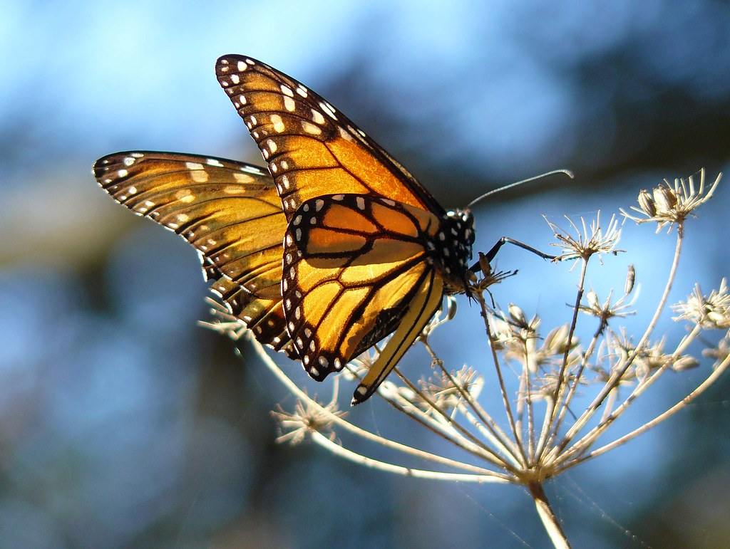 NJKeepItGreen's tweet image. Summer vacation may be winding down, but we have the annual #monarch migration to look forward to. Every year, these gorgeous insects migrate up to 2,500 miles on their journey to Mexico. Stay tuned to learn more.🦋