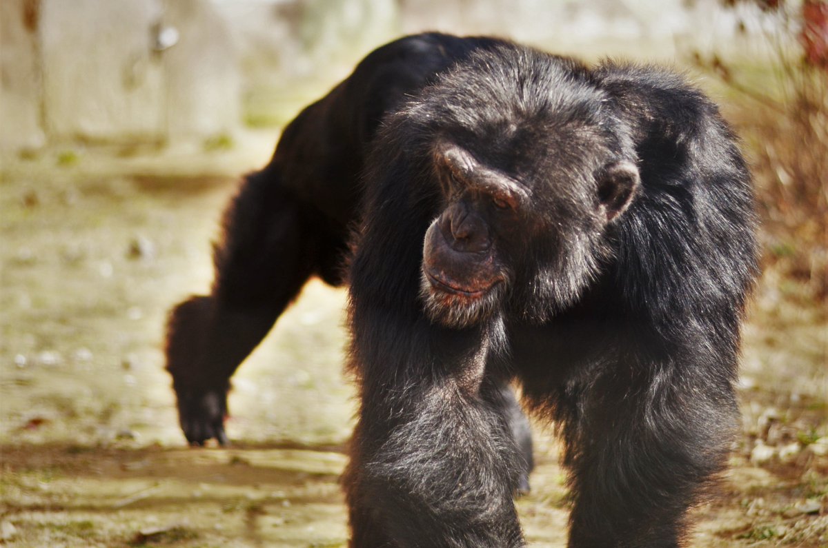 projectchimps's tweet photo. Happy 18th Birthday #BoChimp! Bo is improving as “alpha” of his group day by day. Recently, he has been leading his group mate #GracieChimp out of rooms to be with the rest of the group. #HAPPYBIRTHDAY https://t.co/dgOvzO2ocW