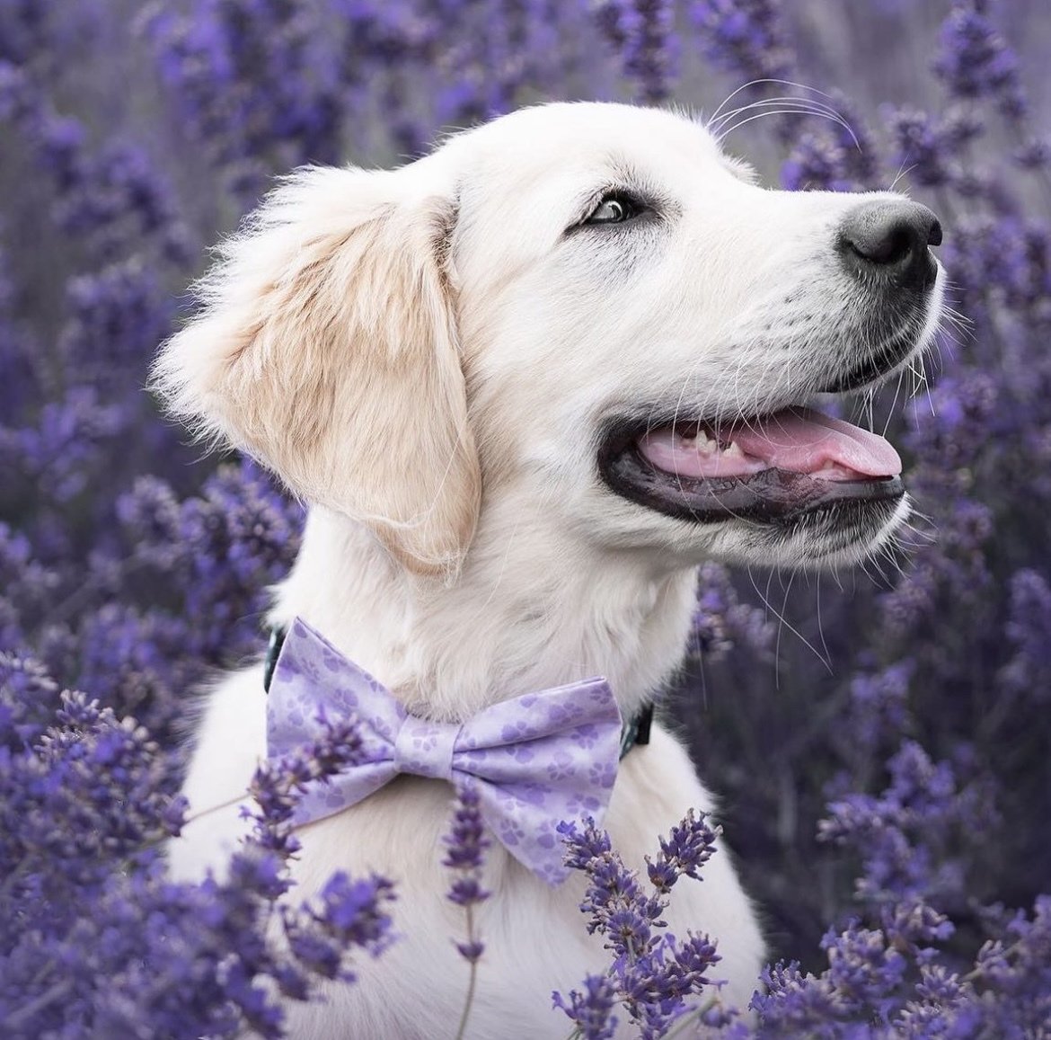 AMAZING! 💜

How gorgeous does Lord Montgomery look in his bespoke Albie's Boutique bowtie? 

Captured beautifully by Pets By Sophia Photography

#cotswoldlavender #dogaccessories #madeintheuk