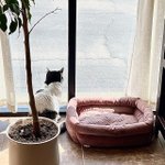 Photo by Scottsdale Cat Clinic (@CatClinic)