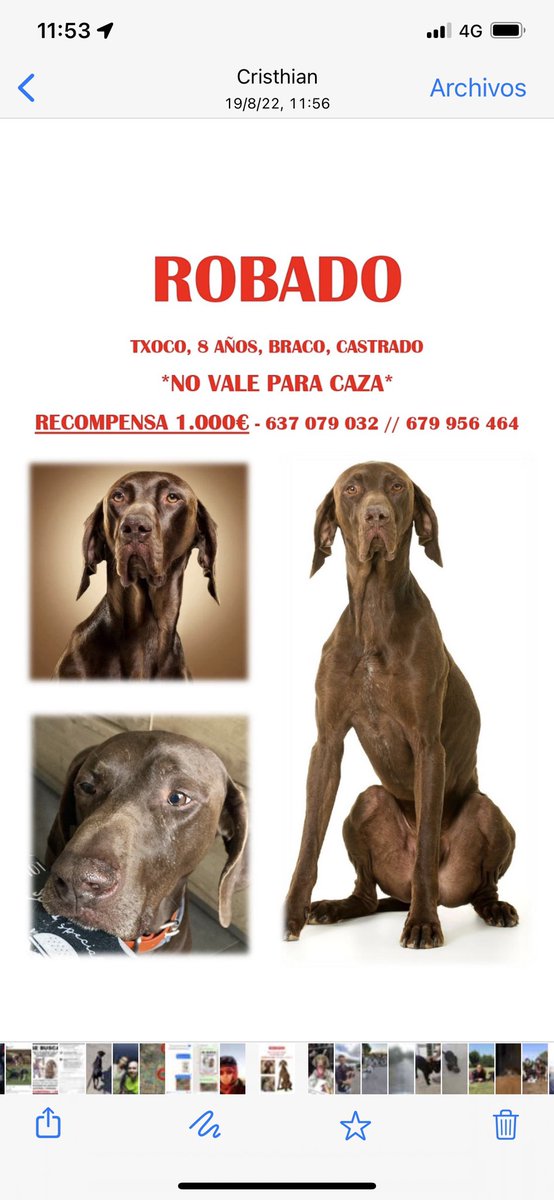Papatrasto's tweet photo. TXOCO ha desaparecido.
Es un perro que sabe volver a casa y no se aleja. Ayúdanos a encontrarlo y si lo tienes, déjalo volver con su familia, por favor.#MAGIAPORTXOCO https://t.co/gxSXQGuJPB