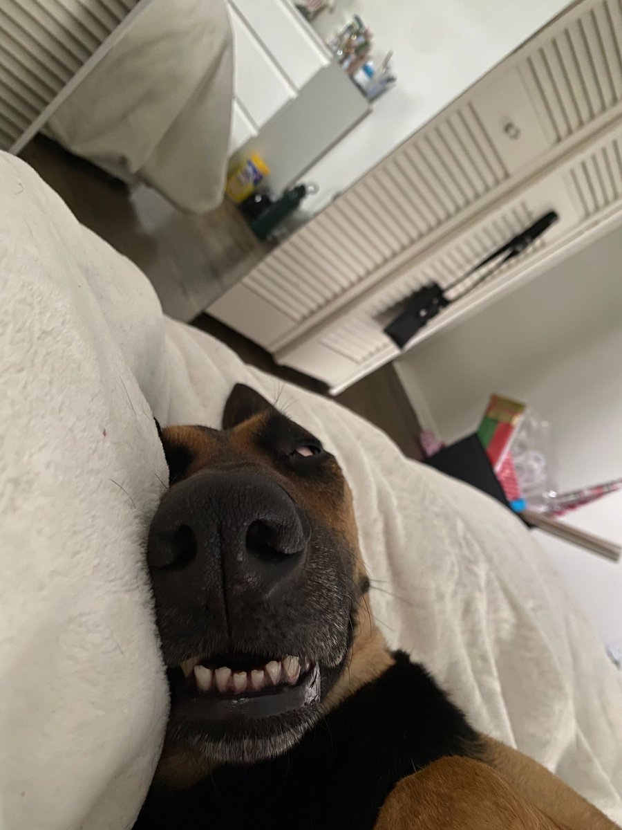 sayooli's tweet photo. @CBC Hi, I'm Tobey *woof* https://t.co/BRCNju3dXH