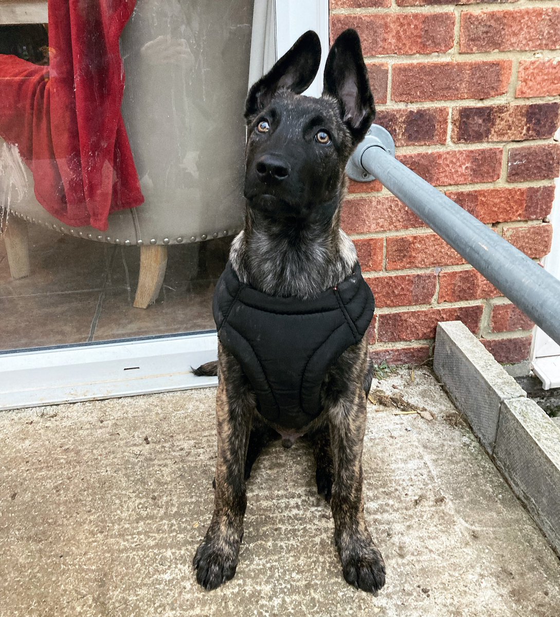 Mel12340117277's tweet photo. Throw back Thursday 🖤
#ThrowbackThursday #ThrowbackThursdays #mali #malinois #teammali #brindle #puppy #pup #cute #adorable #puppylove #Puppies #cutie #dutchshepherds https://t.co/QBEdtCsYAU