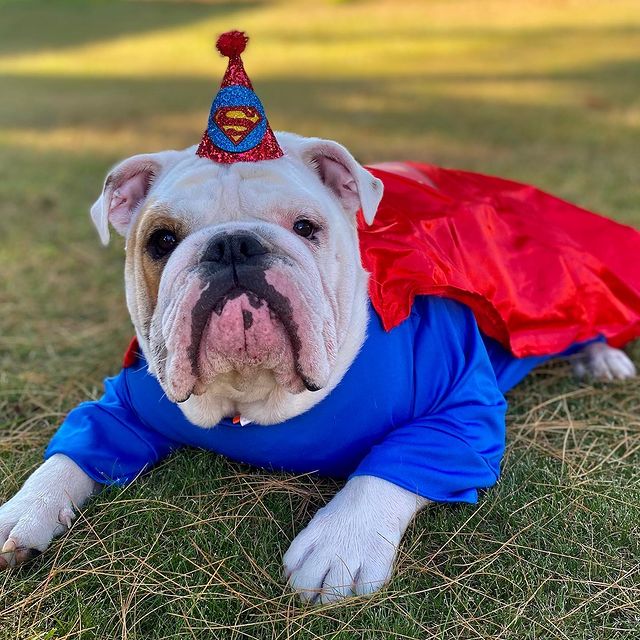 Dog_Lover05's tweet photo. #Bulldog 
#supperman 
#bulldogusa https://t.co/vgoR16qdLk