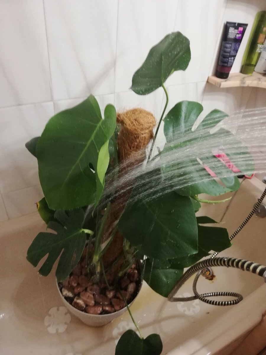 Yo hace unos años pensaba que mi vida de adulta sería súper guay y ahora tengo 25 años y utilizo mi día libre para poner mi planta favorita en la bañera y fingir una tormenta tropical para que crezca sana y fuerte mientras el gato me mira
