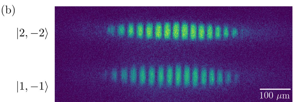 PhysatExtremes's tweet photo. We generated soliton arrays! (https://t.co/84Hfqb9NsM)

Recipe:
-Take a two-state BEC
-Apply a magnetic field gradient
-Wait
-Pulse microwave fields
-Wait some more

Voila! An array of equally spaced solitons.

1/8 https://t.co/syg55qwf5f