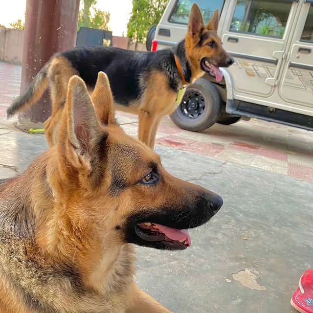 Dog_Lover05's tweet photo. #jermanshepherd
#usadog
#usdog
#communityusa
#jermanshepheredusa https://t.co/MyFbdO9oCu