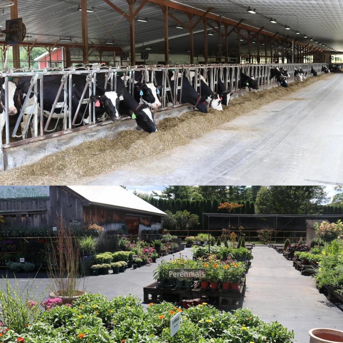 RepJahanaHayes's tweet photo. And just because! โบ๏ธ
U.S. Department of Agriculture @DepSecBronaugh thank you for visiting my district
#agriculture #urban_ag #climate_smart #locallygrown https://t.co/WZRshkZu4r