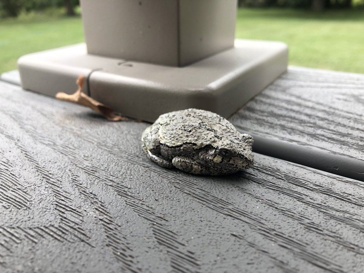Battletoad
