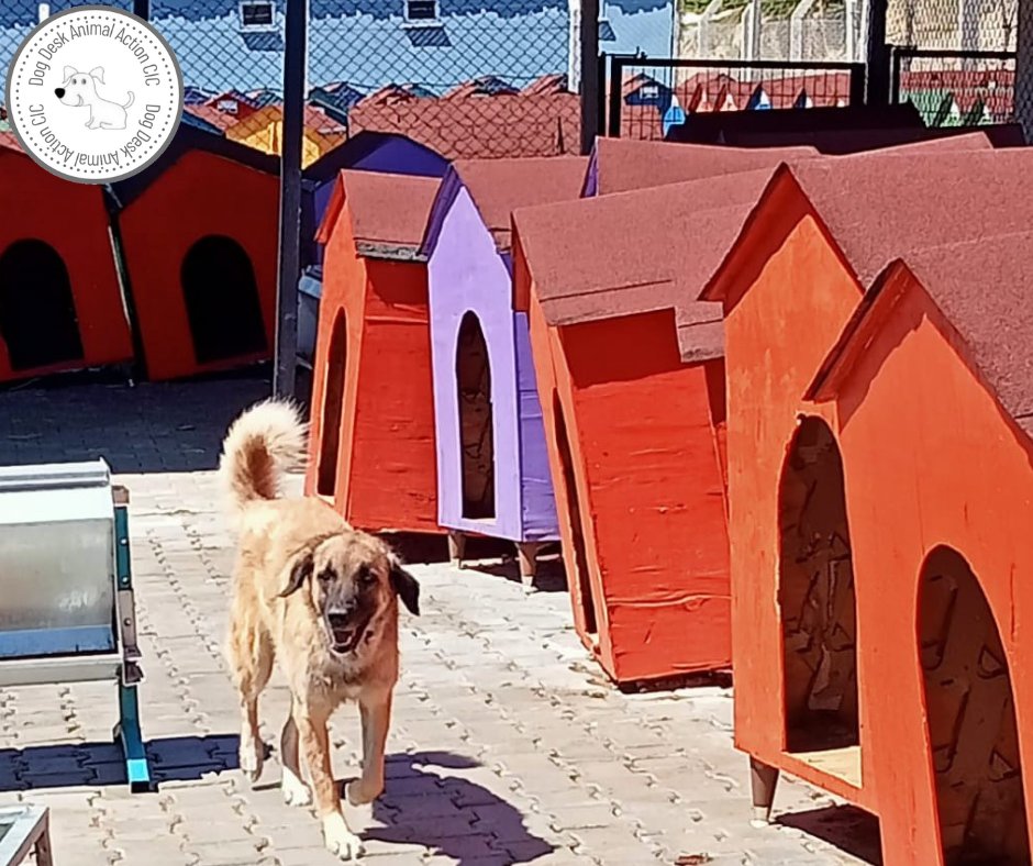 What Was The First Dog Ever Created