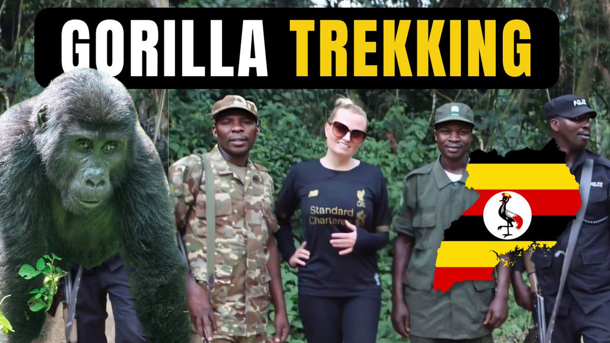 KerrySomewhere's tweet photo. Hiking to see the rare &amp; endangered mountain gorillas in Uganda!  If you want to know what it's like to come face-to-face with these gorillas, check out my new YouTube video! 👉 https://t.co/fN8gGBYWAf
#travelvlog @ug_kop @BambooEcotours #travel #wanderlust #LFC #YNWA https://t.co/6aKDtL0TGb