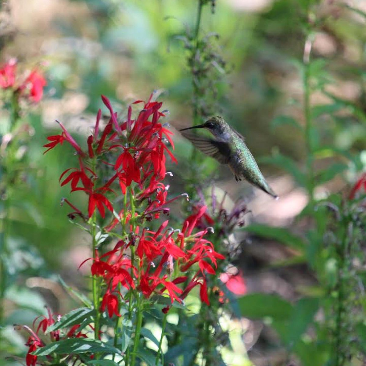 RainGardenUIUC's tweet photo. My Cardinal Flower is almost done blooming for the year - if you want to see the hummingbirds they attract, better hurry! 🏃‍♂️🏃‍♀️ #hummingbirds #cardinalflower #lobelia #lobeliacardinalis #raingarden https://t.co/UsB6FHEROz