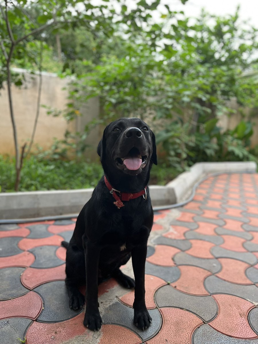 tanay_sb's tweet photo. @Amitabh_AMS @Urrmi_ This is bagheera, he loves being photographed. https://t.co/CD7RSodnDV