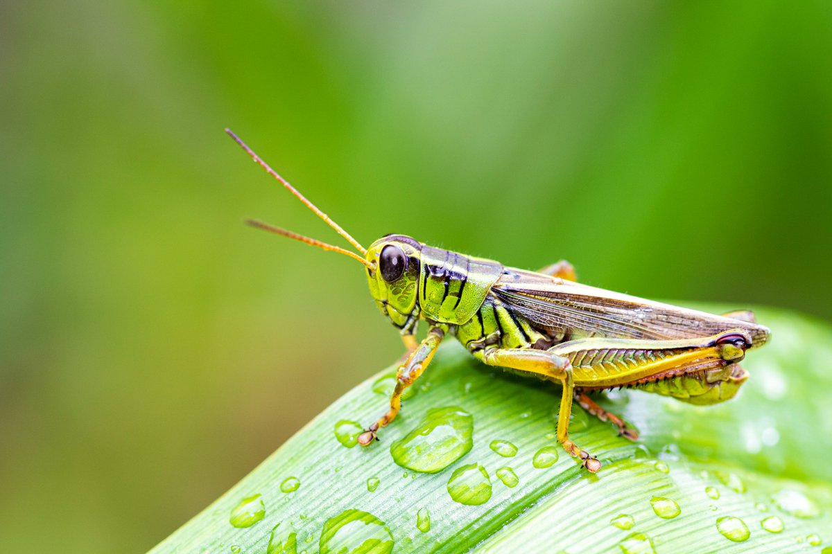 lightthebright's tweet photo. Vibrant little two-striped grasshopper

#macro #bugs #grasshopper #garden https://t.co/nuiQKGLJLr