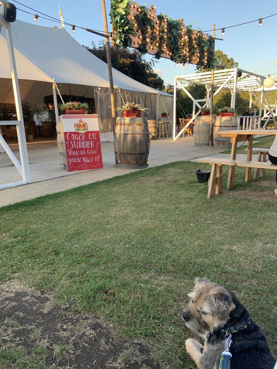 Enjoying the Ibiza vibes at our #York hotel #ScrappyNelson #DogsOnTwitter #btposse #ThursdayThoughts #PrincipalYork We are out out…