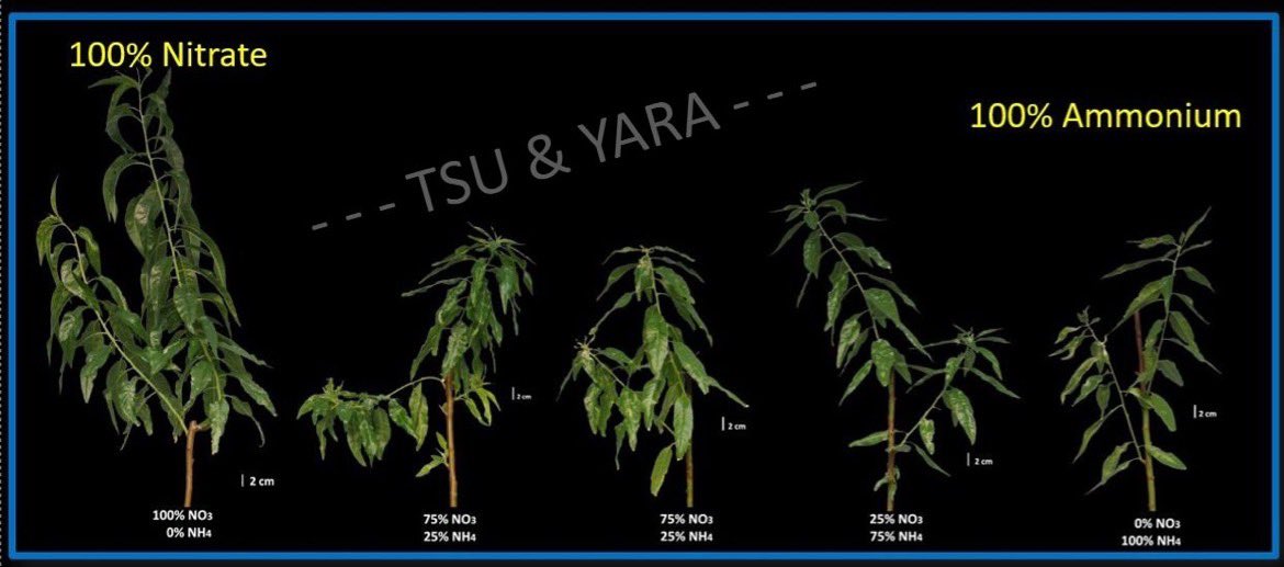 RobSoil's tweet photo. Lots from #IPNC this week. I'm showing NO3/NH4 source preference of Prunus species (almonds, plums, cherries, apricots, etc).
Work w/ @DharmaPitchay shows overwhelming preference for NO3 vs NH4. Dharma does great work! #Yara is fortunate to partner with him #4R #almond #nitrate https://t.co/lOKt06ApXE