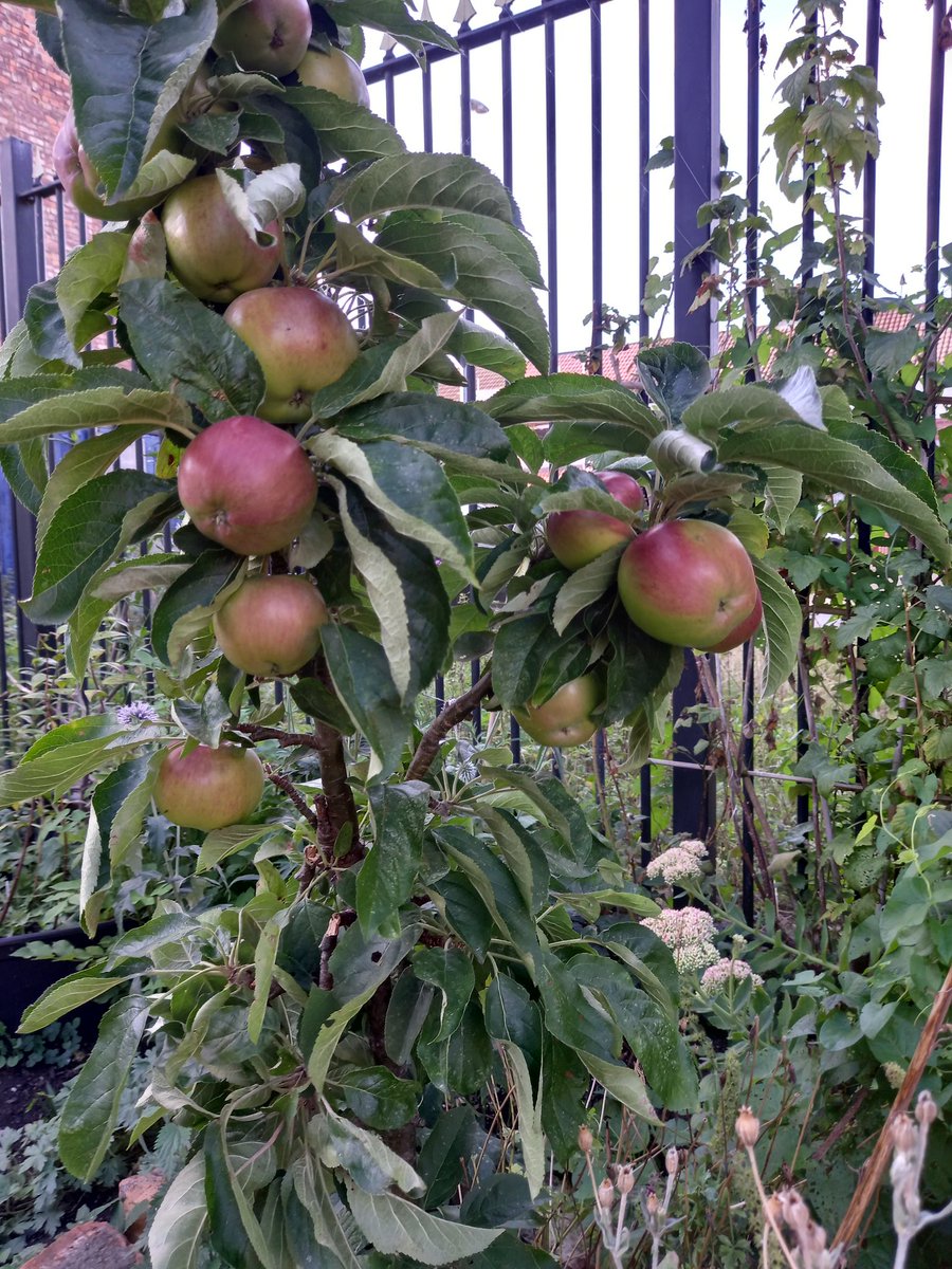 chrisba75681995's tweet photo. @LangworthyComm1 Our apples  are ready for picking https://t.co/9LJw9KXUoZ