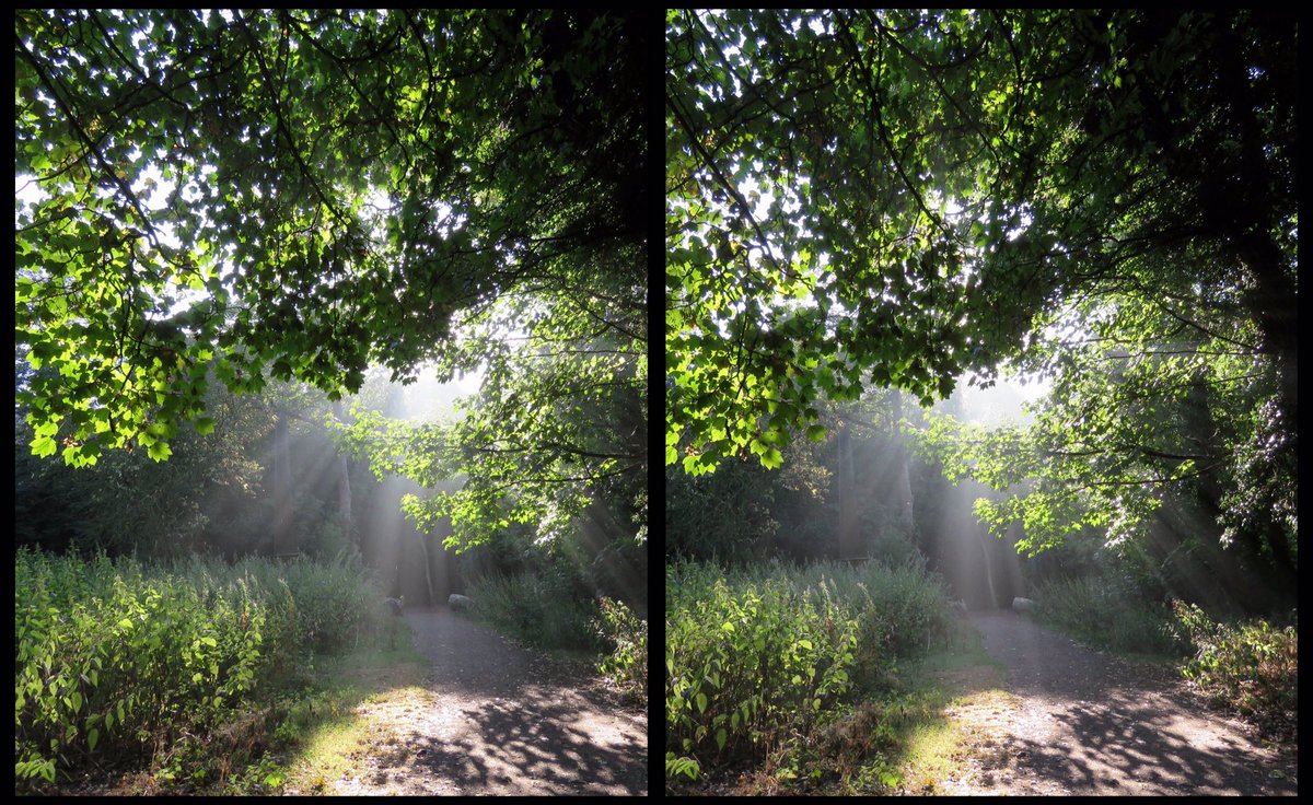 Early morning walks in the woodland near where I live. Sometimes you get lucky and the light is just perfect!
For x-eyed viewing.