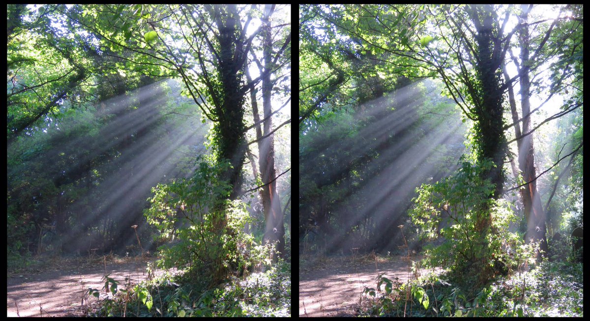 Helen_lrc's tweet photo. Early morning walks in the woodland near where I live. Sometimes you get lucky and the light is just perfect!
For x-eyed viewing. https://t.co/oVGpa3e903