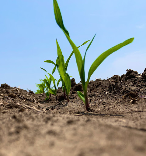 BayerTraits's tweet image. Started in the ground now we’re here. #SmartCornSystem
#ThrowbackThursday
📸 @NWILTDR