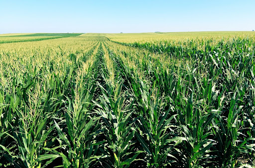 BayerTraits's tweet image. Started in the ground now we’re here. #SmartCornSystem
#ThrowbackThursday
📸 @NWILTDR