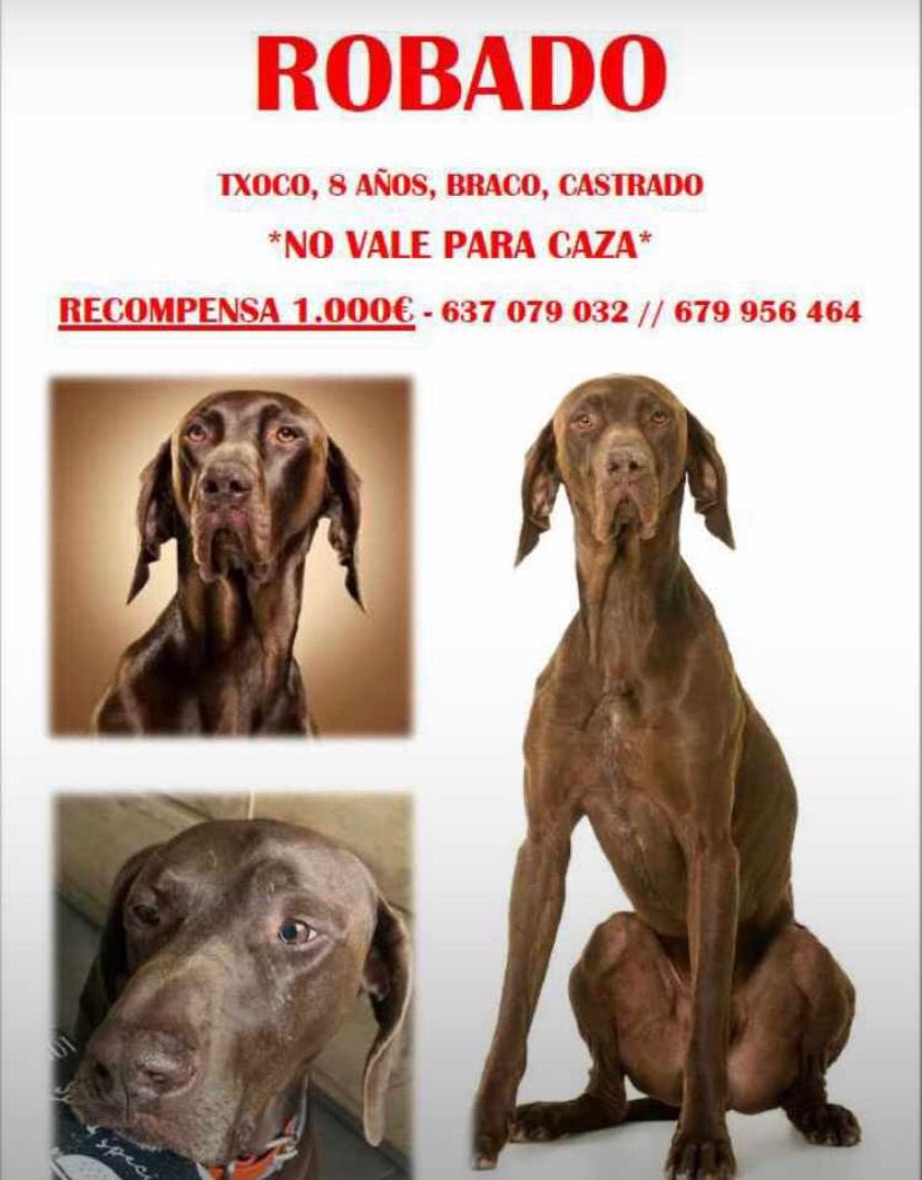 NOELIAGMEZ's tweet photo. Se busca a Txoco, robado entre Azuqueca y Meco. 
Si alguien le ve por favor llamad ⬇️, sus familiares le buscan desesperadamente y le esperan con los brazos abiertos. 

#magiaportxoco #perrorobado https://t.co/x0eWPPDXA9