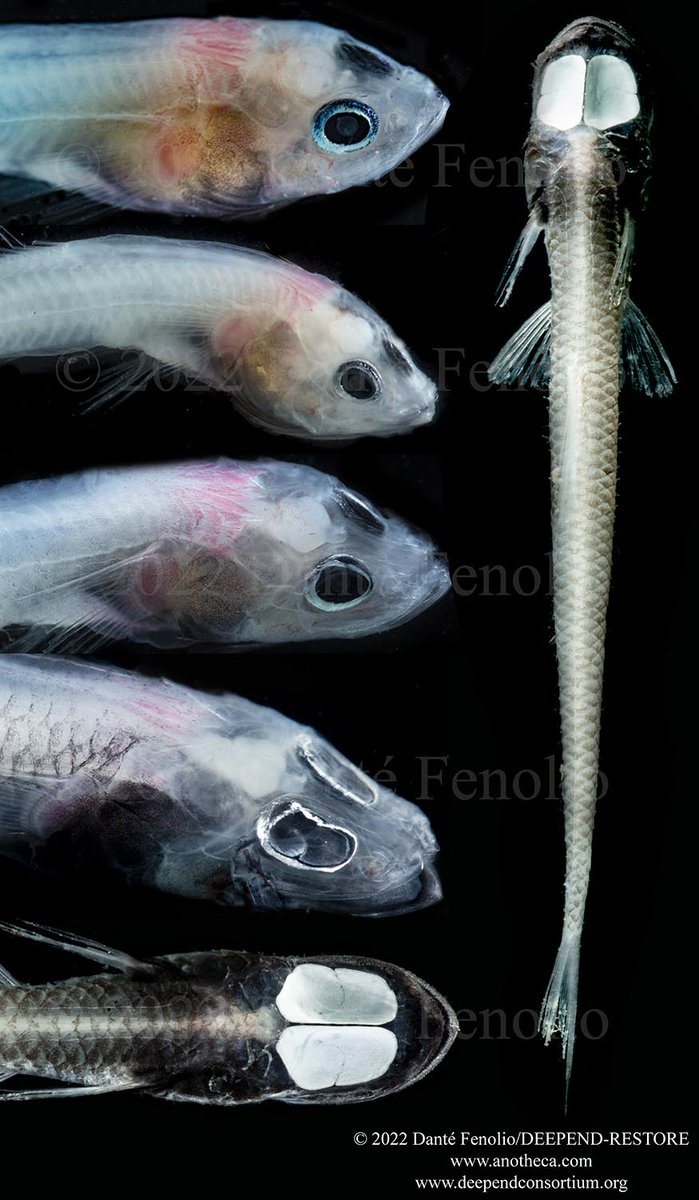 DanteFenolio's tweet photo. Murray’s Blind Lizardfish (Ipnops murrayi)-as larvae, the species is pelagic (living in the water column).  This composite depicts an early stage larva (top), older larval fishes (progressing downward, middle fishes) to an adult at the bottom and right). https://t.co/tOzIMECyqf
