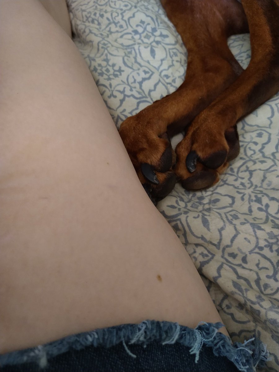 kimsiverson's tweet photo. Owwwww.

Okay, Mila?

Owwwww.

Kicking that foot into my thigh while I outline does hurt. Owwwww.

Does that mean anything to ya brat?

#stinkerbutt #Doberman #momsnottodayhelper https://t.co/gw314L2U0A