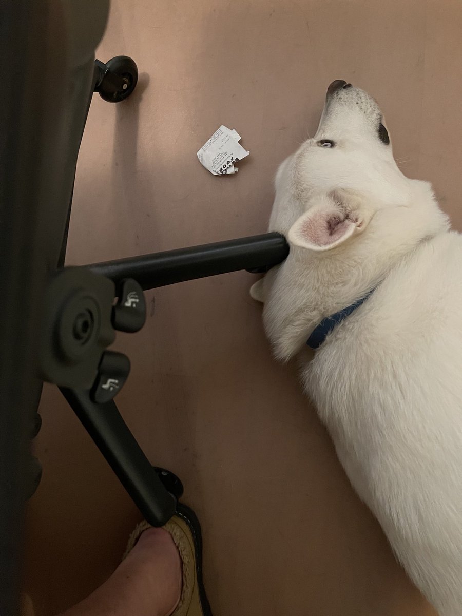 scott_vfr's tweet photo. How can I get up to go pee, without running over this guy’s ear?
#workfromhometroubles https://t.co/jItN8oTRvS