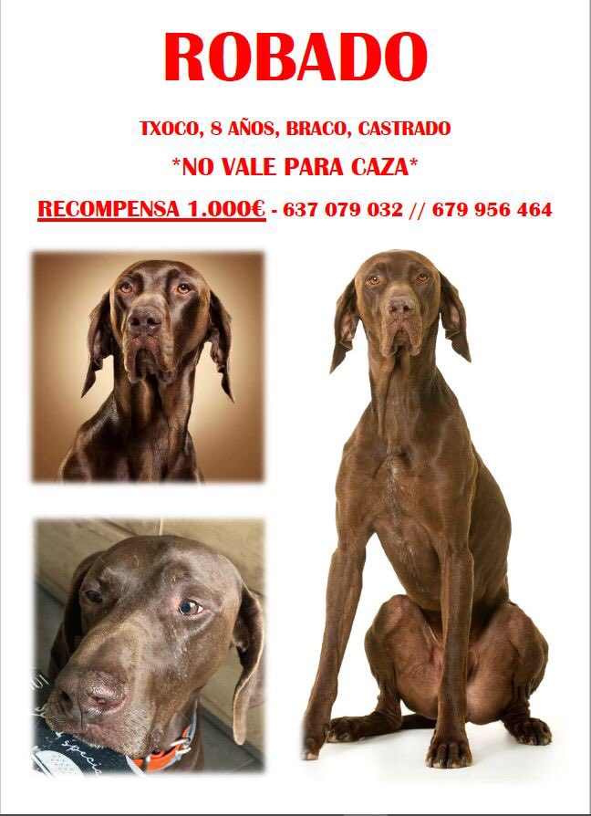 galvanhuys's tweet photo. Twitter, haz tu Magia y que apetezca Txoco. Este perrito se ha perdido o ha sido robado en Guadalajara, podría estar en Toledo o cualquier otro sitio.
#magiaportxoco https://t.co/dULt4ZpI2Y