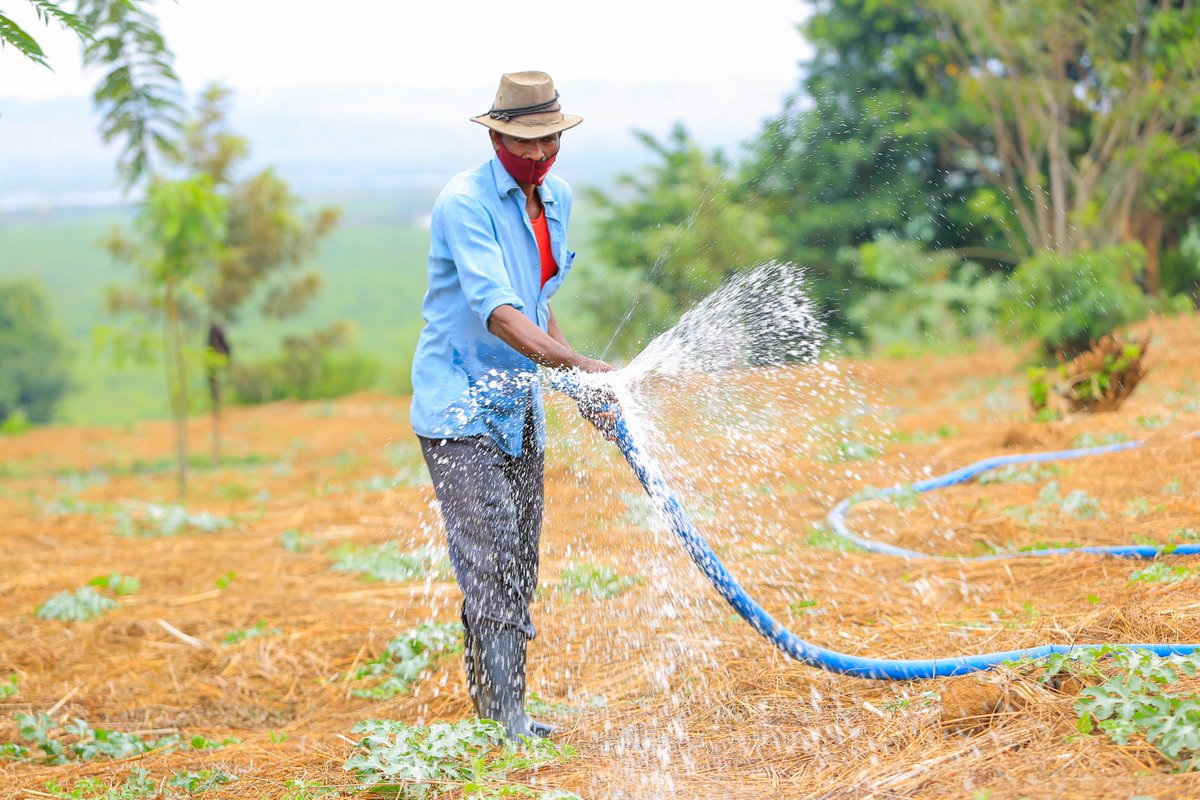 In drought-prone districts of #Rwanda, @FeedtheFuture Hinga Weze introduced solar-powered irrigation on 200 ha of land for 1,200+ smallholder farmers. In flood-prone areas, it helped terrace over 2,000 ha, decreasing soil erosion & improving productivity. #WWWeek #ClimateSmartAg