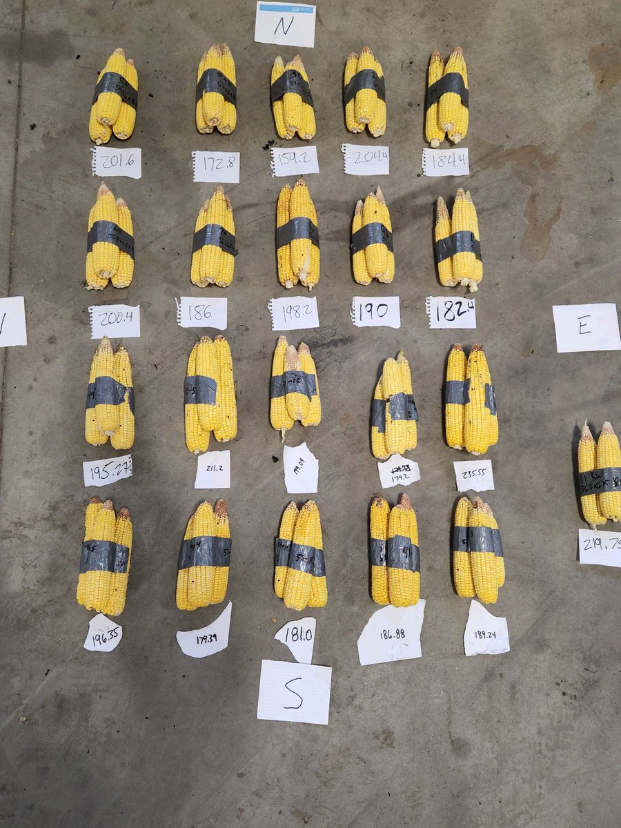 Soybeanboy96's tweet photo. Johnson Seeds Fairbault county tour results.193.7Avg #dkcorntour 
⁦@CornguyKyle⁩ https://t.co/LwIcogtqsr
