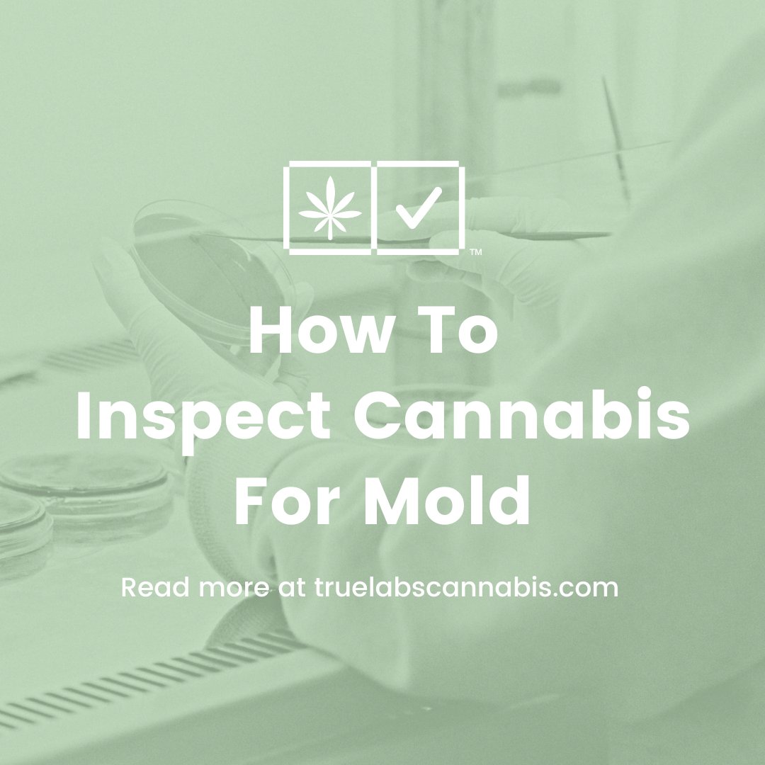labs_true's tweet photo. How can you spot mold in your cannabis products? Our guide can help direct a visual check you can conduct at home. Share this guide with a friend: https://t.co/z5NgGg2I5b

#truelabs #testing #producttesting https://t.co/3qfPykLHD4