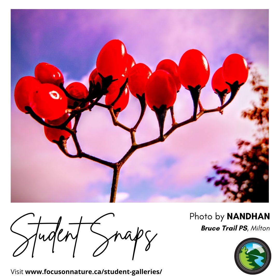 focusonnatureca's tweet photo. This image by Nandhan is a great example of how some slight editing can enhance the impact of a picture. The colours are vibrant!
#focusonnature #studentsnaps #youngphotographer #outdoorlearning #photographychallenge #ontarionature #naturephoto https://t.co/aSwX1opG4B
