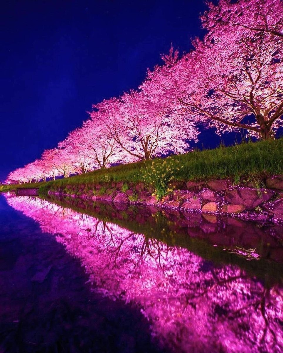 evrenseImerak's tweet photo. 🍒Kiraz Çiçekleri, Japonya. https://t.co/mM3jASx81i