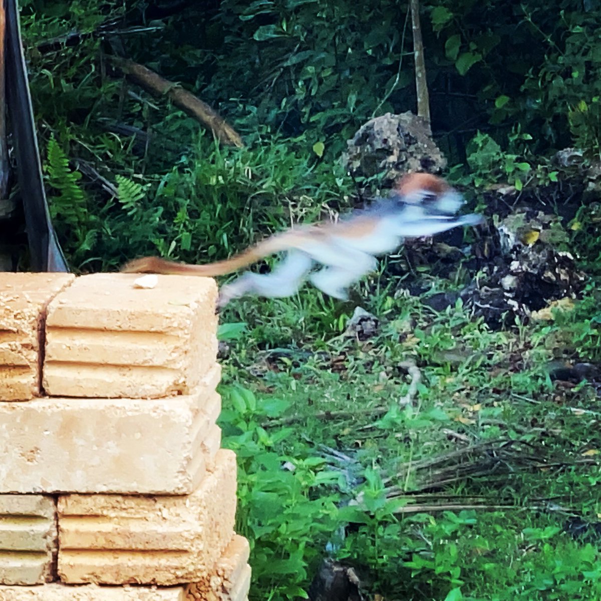 Baby colobus launches itself off a pile of bricks to follow its mummy.