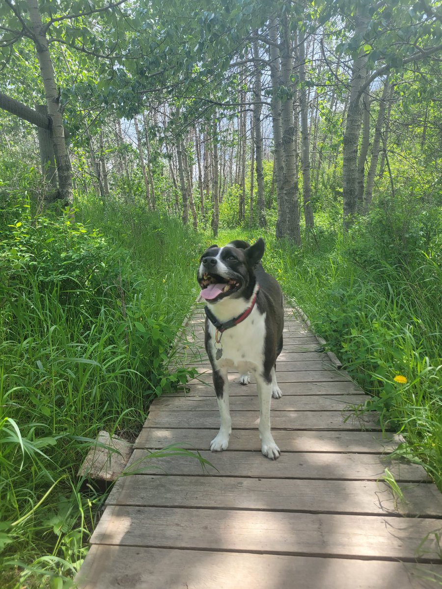 chrisholler13's tweet photo. @CBC Our dog Jake, what a good boy. https://t.co/At4T61wtrL