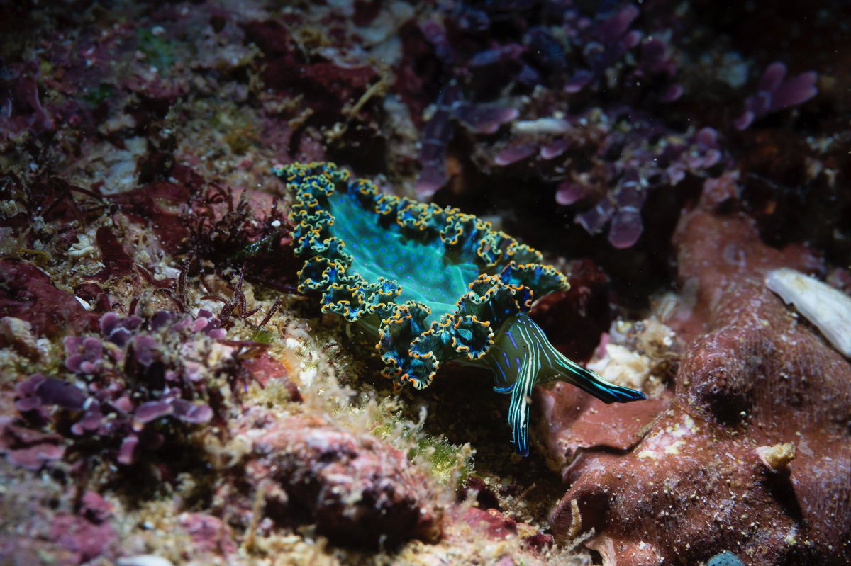 BanderasScuba's tweet photo. Last picture of a great macro photo serie of Petr Myska, because we know you love tiny nudibranch
#BanderasScuba #Banderasscubarepublic #PADI #PVPADI #PADI5star #ScubaVallarta #pvscubaediving #PuertoVallarta
#BuceoPuertoVallarta
#vivanaturaMexico #vivanatura #divepv #PADIPV https://t.co/hTL4FUzyHl