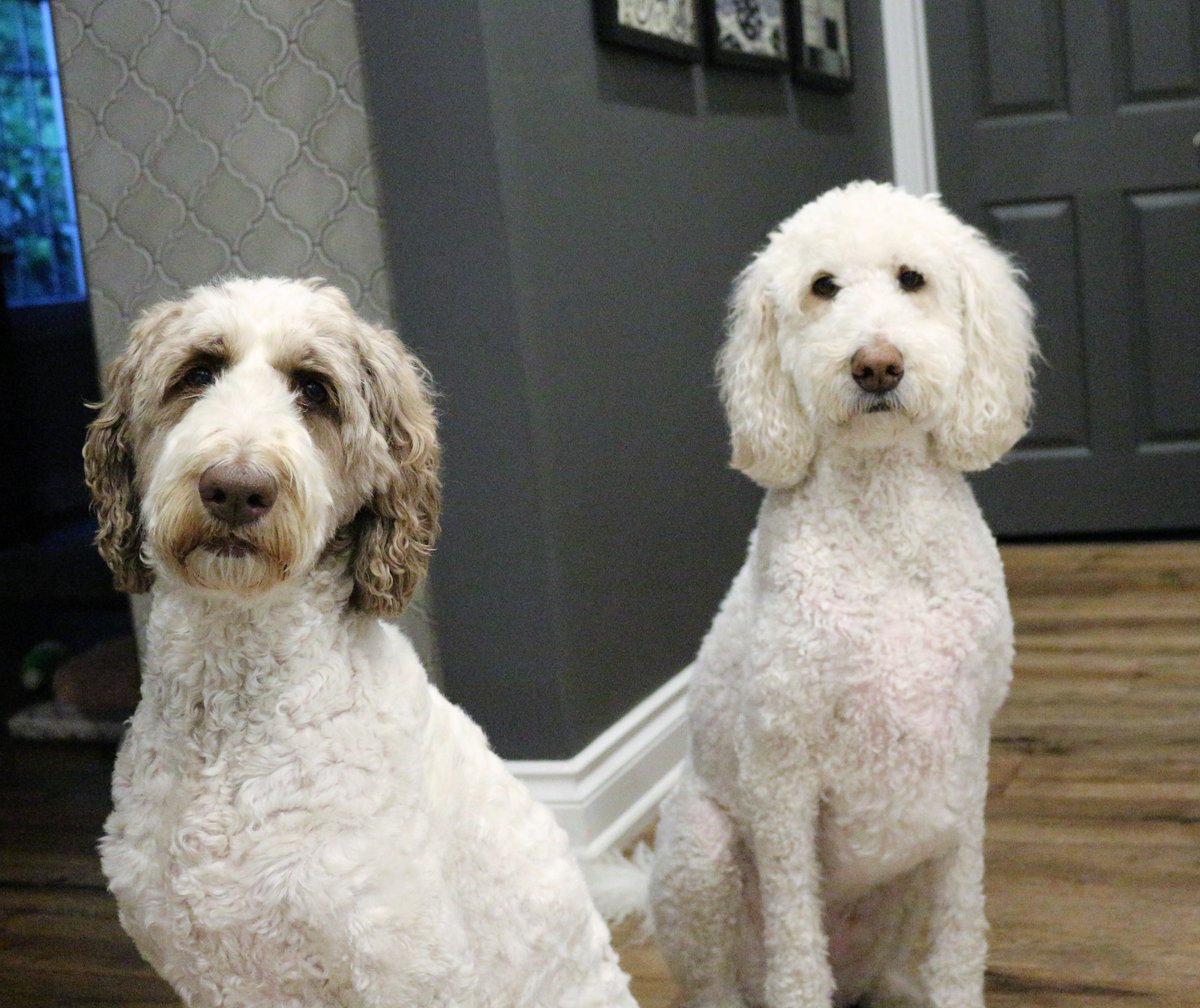 Humans are like Christmas lights...
They hang together, one doesn't work + the other isn't so bright🤷‍♀️🤷‍♀️
#DogsOnTwitter 
#dogsoftwitter