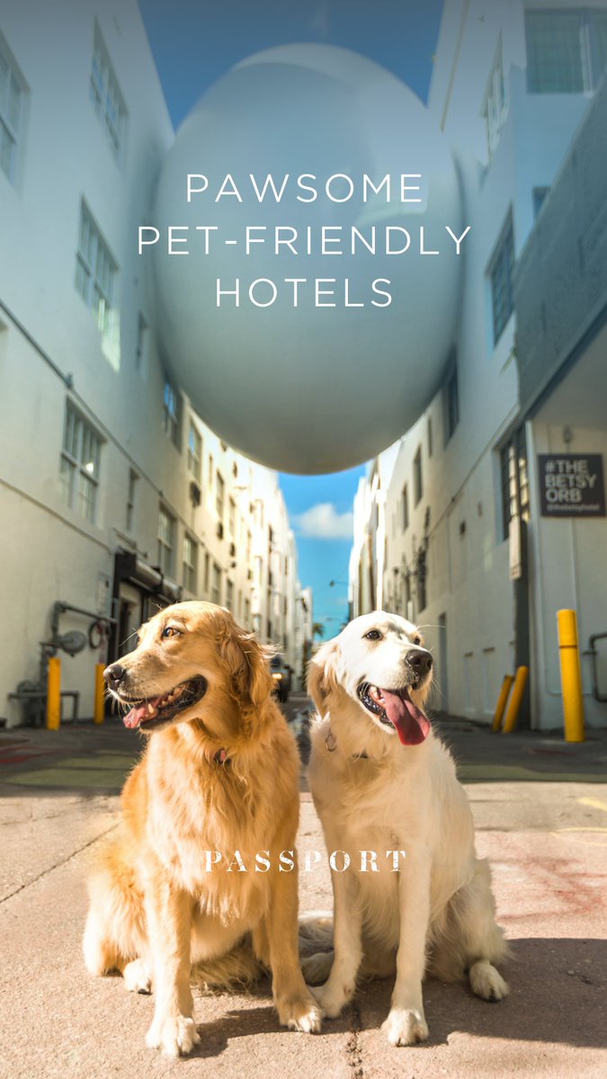 For #InternationalDogDay, we’ve sniffed out some of the best pet-friendly hotels in the U.S. that deliver true VIP treatment (that’s Very Important Pet): 
kiwicollection.com/blog/pet-frien…

#carewhereyoustay #luxuryhotels