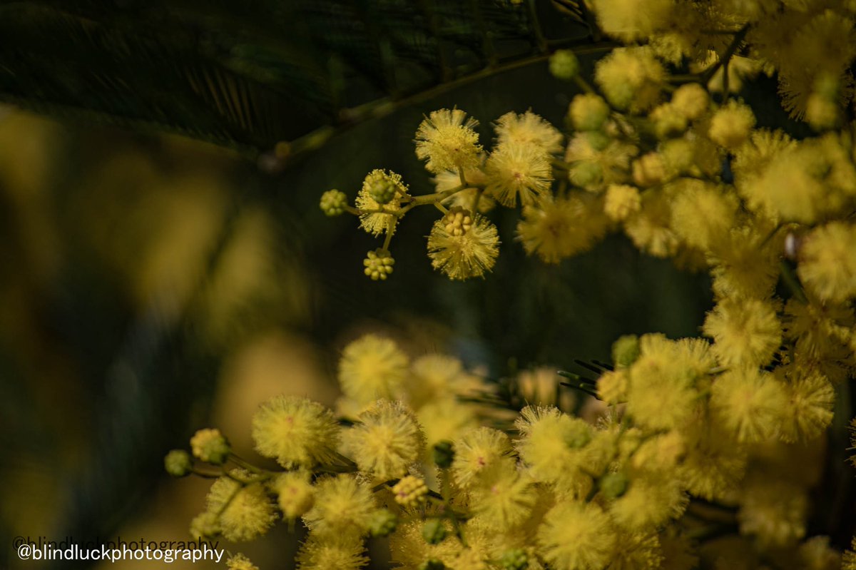blindluckphotog's tweet photo. Yellow wattles #photography #flowers #NaturePhotography https://t.co/FGnazwALSf