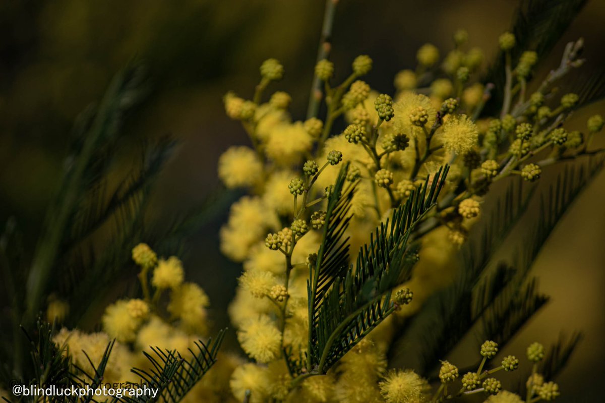 blindluckphotog's tweet photo. Yellow wattles #photography #flowers #NaturePhotography https://t.co/FGnazwALSf