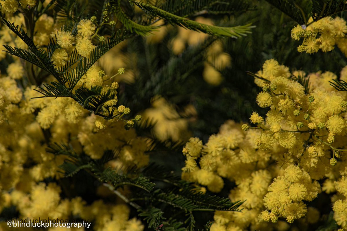 blindluckphotog's tweet photo. Yellow wattles #photography #flowers #NaturePhotography https://t.co/FGnazwALSf