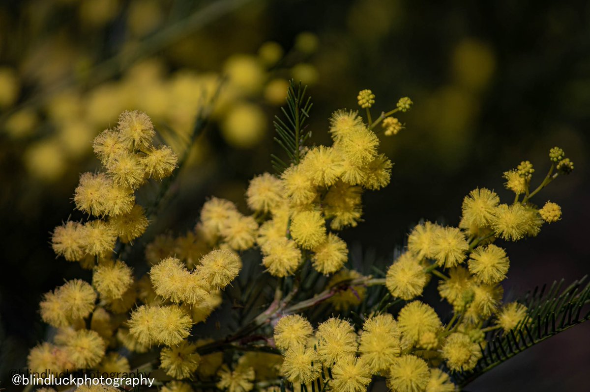 blindluckphotog's tweet photo. Yellow wattles #photography #flowers #NaturePhotography https://t.co/FGnazwALSf