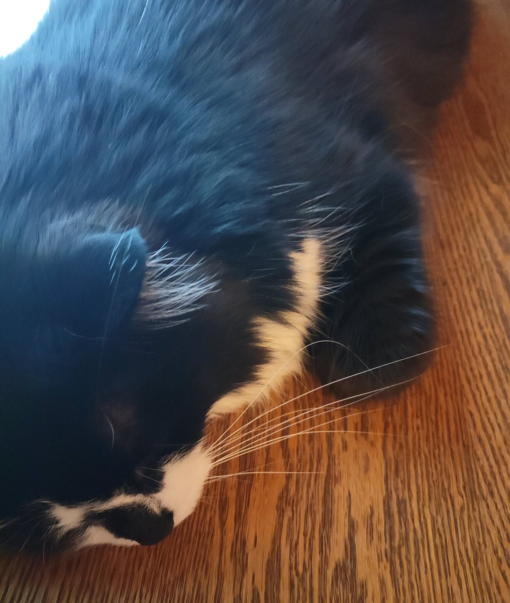 beazycat's tweet photo. Should have named her Ms Longwhiskers😹 her veterinarian laughs at how long they are😂
#Beazycat
#MsLongWhiskers https://t.co/cm0jtnRGBW