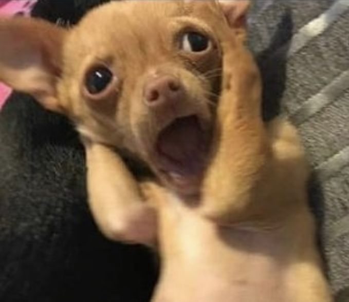 pawtocol's tweet photo. When someone says they've never heard of #Pawtocol: https://t.co/E7eZkis2g9