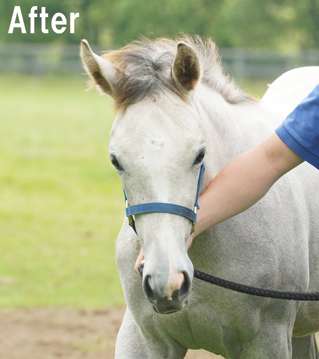 パンダ、その後です。 写真1 Before 写真2 After 約4ヵ月でここまで