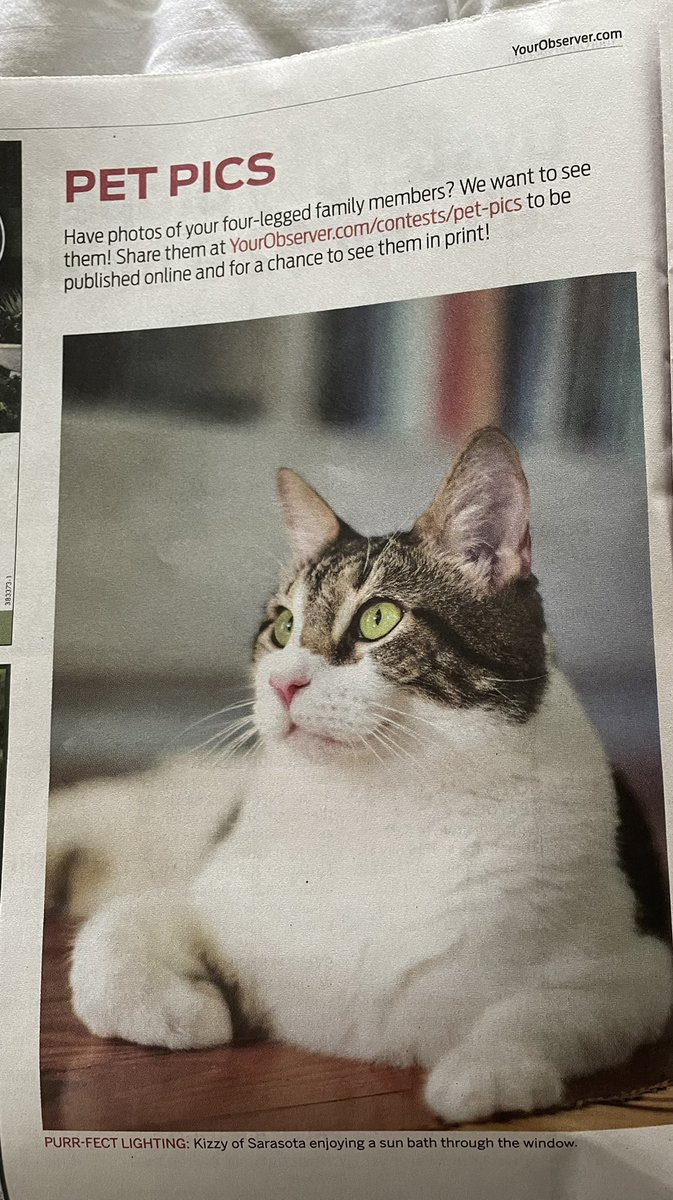 SeibertIntriors's tweet photo. I opened todays #YourObserver and much to my delight my #Kizzyโs photo is in this weeks paper! ๐ป#CatsofTwittter #CatsOnTwitter https://t.co/k2tKbsVOW1