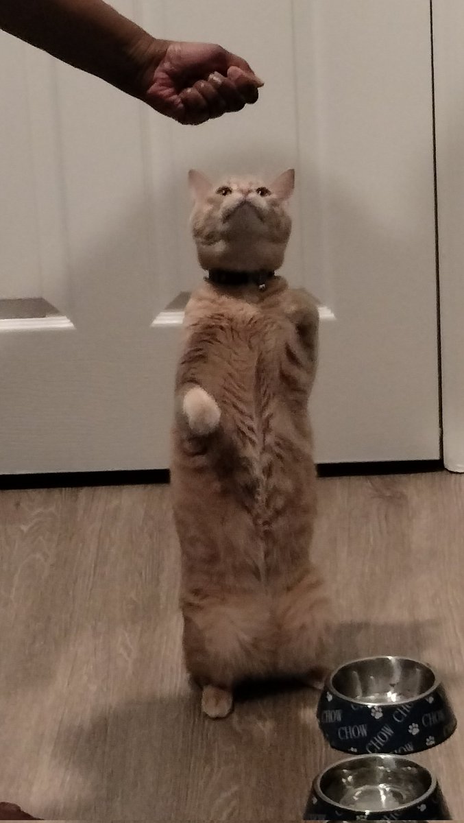 kirby_pov's tweet photo. Mealtime a little more #kittenchow for the 😼 head of the house 🏡
#KirbysPOV #LosGatosDeTwitter #CatsOnTwitter #CatLover https://t.co/YJ5kOsVwmJ