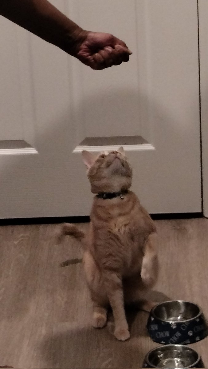 kirby_pov's tweet photo. Mealtime a little more #kittenchow for the 😼 head of the house 🏡
#KirbysPOV #LosGatosDeTwitter #CatsOnTwitter #CatLover https://t.co/YJ5kOsVwmJ